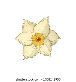 Narcissus flower isolated on white. Hand-drawn vector illustration.