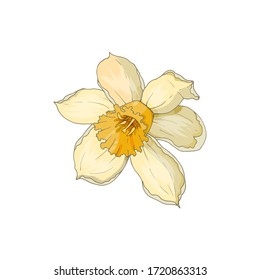 Narcissus Flower Isolated On White. Hand-drawn Vector Illustration.