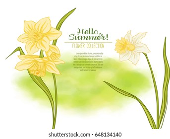 A narcissus flower on a green watercolor background. The flowers in the botanical style, minimalistic design. Place for the inscription. Hello summer! Stock line vector illustration.