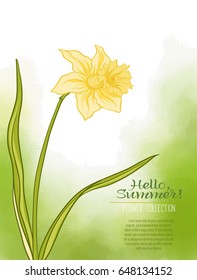 A narcissus flower on a green watercolor background. The flowers in the botanical style, minimalistic design. Place for the inscription. Hello summer! Stock line vector illustration.