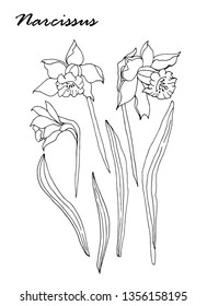 Narcissus flower set. Isolated narcissus flower element on white background. Hand drawn. For greeting card, banner, poster, invitation, print design.