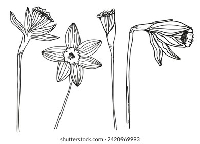 Narcissus flower sketch hand drawn vector illustration. Design background with plants daffodils ink texture, garden floret spring motive for logo, sign, tattoo, label, flyer, print, paper, card. Natur