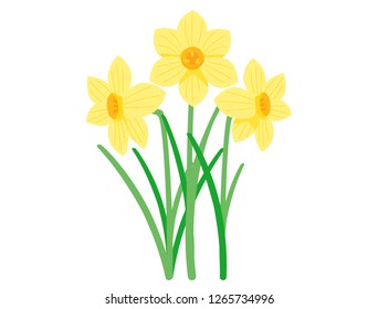 narcissus flower vector