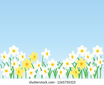 narcissus flower vector