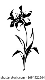 Narcissus flower. Vector black and white illustration isolated on white.