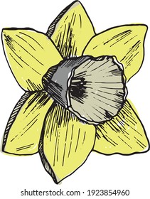 Narcissus Flower. Vector Hand Drawn Sketch. Botanical Illustration Sketch. Daffodil color sketch