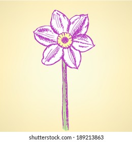 Narcissus flower, vector sketch background 