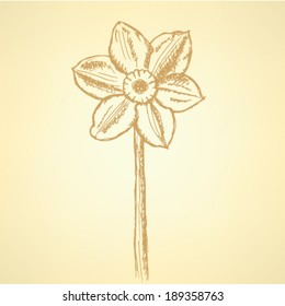 Narcissus flower, vector sketch background 