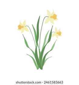 Narcissus сhamomile flower.  Wildflower branch. Spring summer delicate fragile flora. Floral flat hand drawn vector illustration on white background