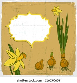 Narcissus flowers and bulbs isolated on old paper textured background with text field flat vector illustration