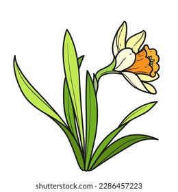 Narcissus flowers coloring book color variation for coloring page isolated on white background