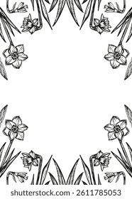 Narcissus flowers frame sketch outline illustration banner background. Narcissus flower spring botanical doodle drawing in engraving style. Hand drawn vector line art clipart