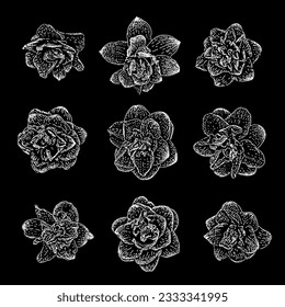 narcisos flores de mano dibujando vector aislado en el fondo negro.