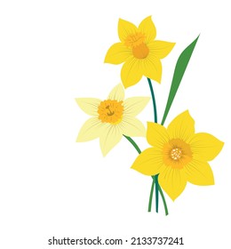 Narcissus flowers isolated on white background. Vector illustration. svg