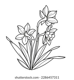Narcissus flowers outlined for coloring book linear drawing isolated on white background