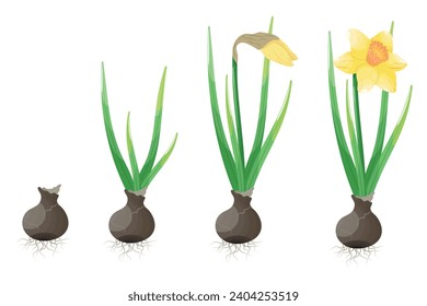  Narcissus flowers set isolated on white background. Vector illustration.