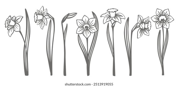 Narcissus flowers, a vector set of flower silhouettes, on an isolated background.