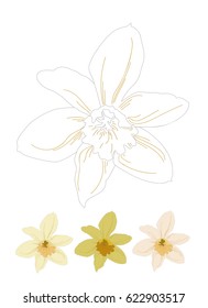 narcissus graphic