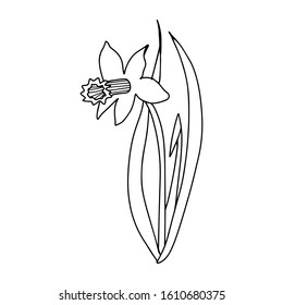 Narcissus in hand drawn doodle style isolated on white background. Spring flower. Present for Women's Day. Outline illustration.Easter symbol. Sign line art minimalist style. Gardening. Coloring book.