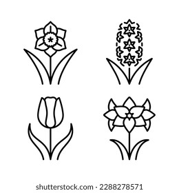 Narcissus, hyacinth, tulip, amaryllis - bulbous flowers set. Flowering decorative plants in minimalist style. Botanical icon set for a label, seed shop, supplements, extracts. Editable thin line