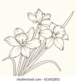Daffodil Spring Flower Narcissus Isolated On Stock Vector (Royalty Free ...
