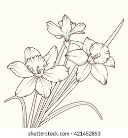  Narcissus isolated brown on beige background. Spring flowers vector illustration.