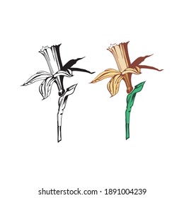 narcissus isolated element black and white and color vector