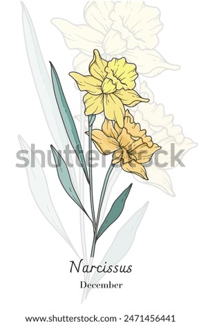 Narcissus Line Art. Narcissus flower vector Illustration. December Birth Month Flower. Narcissus outline isolated on white. Hand drawn line art botanical illustration.