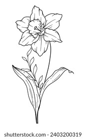 Narcissus Line Art. Narcissus outline Illustration. December Birth Month Flower. Narcissus outline isolated on white. Hand painted line art botanical illustration.