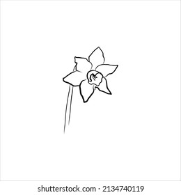 
narcissus linear doodle vector illustration. Hand-drawing sketch of. flower narcissus outline icon isolated on white background