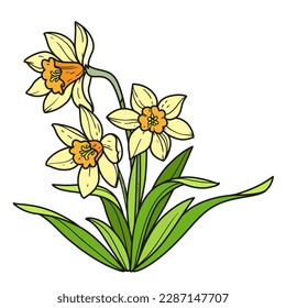 Narcissus realistic flowers color variation for coloring book isolated on white background