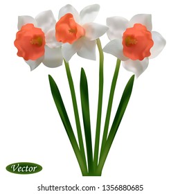 Narcissus realistic isolated. Colorful vector drawing. Design for paper, interiors, t-shirts, logos and more.