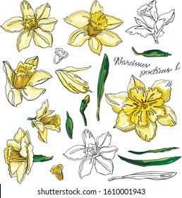 Narcissus set drawn in one line style. Seamless brush and isolate objects. Natural colors.