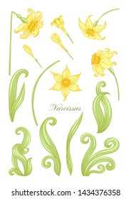 Narcissus. Set of elements for design Colored vector illustration. In art nouveau style, vintage, old, retro style. In soft yellow colors. Isolated on white background.	