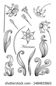 Narciso. Conjunto de elementos para la ilustración de vector de dibujo manual Esquema de diseño. En estilo Art Nouveau, antiguo, retro.	