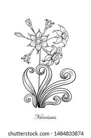 Narcissus. Set of elements for design Outline hand drawing vector illustration. In art nouveau style, vintage, old, retro style.	