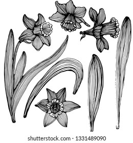 Narcissus set, vector, hand drawing