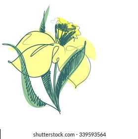 narcissus, spring, spring bulbs, Drawing vector graphics with floral pattern for design. Floral flower natural design. Graphic, sketch drawing. 