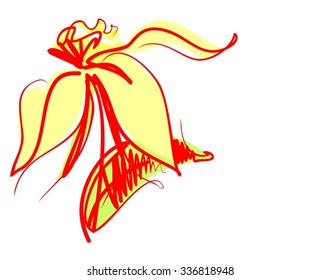  narcissus, spring, spring bulbs.Drawing vector graphics with floral pattern for design. Floral flower natural design. Graphic, sketch drawing. 
