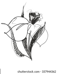 narcissus, spring, spring bulbs.Drawing vector graphics with floral pattern for design. Floral flower natural design. Graphic, sketch drawing. 