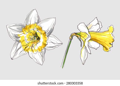 narcissus spring flower
