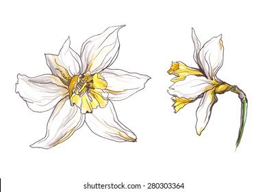 narcissus spring flower