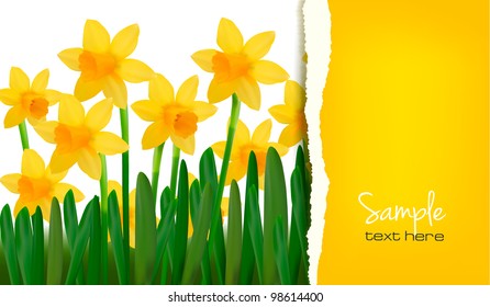 Narzissen floraler Frühlingshintergrund mit zerrissenem Papier. Vektorgrafik.