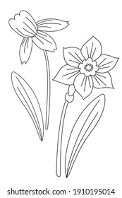 Narcissus. Spring flower narcissus - Flower, bud and leaves. Vector drawing. Black Line, outline. White background