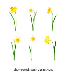 Narcissus as Spring Flowering Perennial Plant with White and Yellow Flowers and Leafless Flower Stem Vector Set