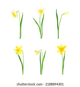 Narcissus as Spring Flowering Perennial Plant with White and Yellow Flowers and Leafless Flower Stem Vector Set