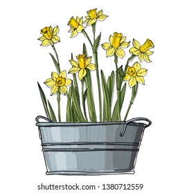 Narcissus. Spring flowers in a pot. Sketch of houseplant line on a white background.