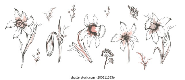 Narcissus spring set. realistic, hand-drawn doodling elements, bouquets. modern flowers for print, Wallpaper, paper, decor, postcard, invitation. art vintage style. vector illustration