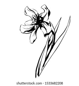 Narcissus with stem and leaves vector illustration drawn in black ink as a stamp isolated on white background in hand drawn style