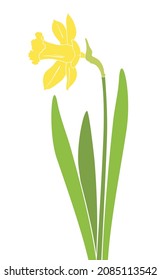 Narcissus. Vector illustration of yellow daffodil flower and green leaves isolated on white background.